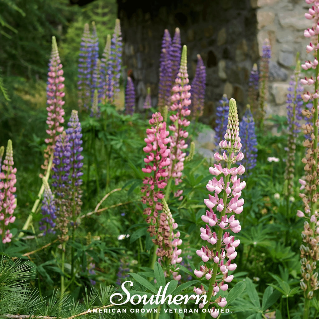 Lupine, Russell (Lupinus polyphyllus) - 50 Seeds - Southern Seed Exchange
