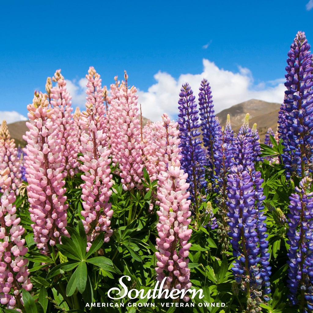 Lupine, Russell (Lupinus polyphyllus) - 50 Seeds - Southern Seed Exchange