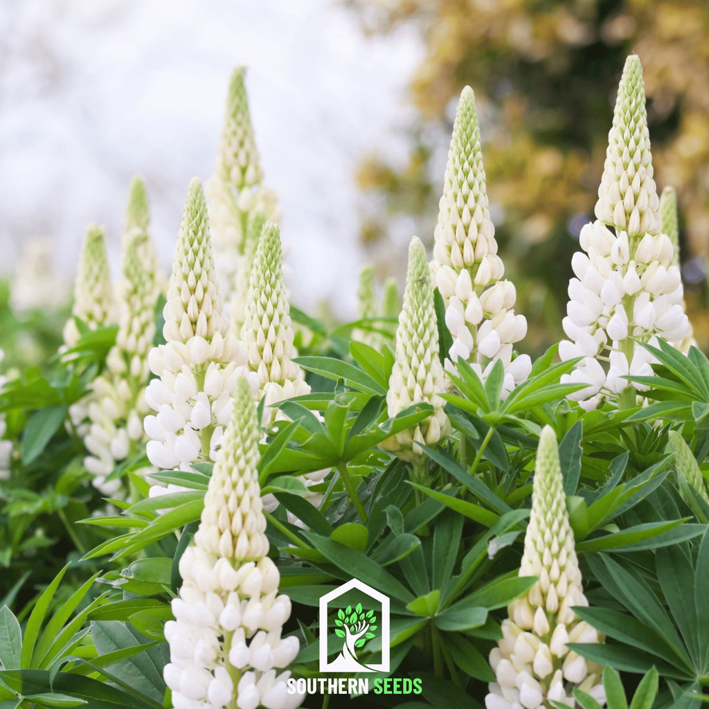 Lupine Russell, Noble Maiden (Lupinus polyphyllus) - 50 Seeds - Southern Seed Exchange