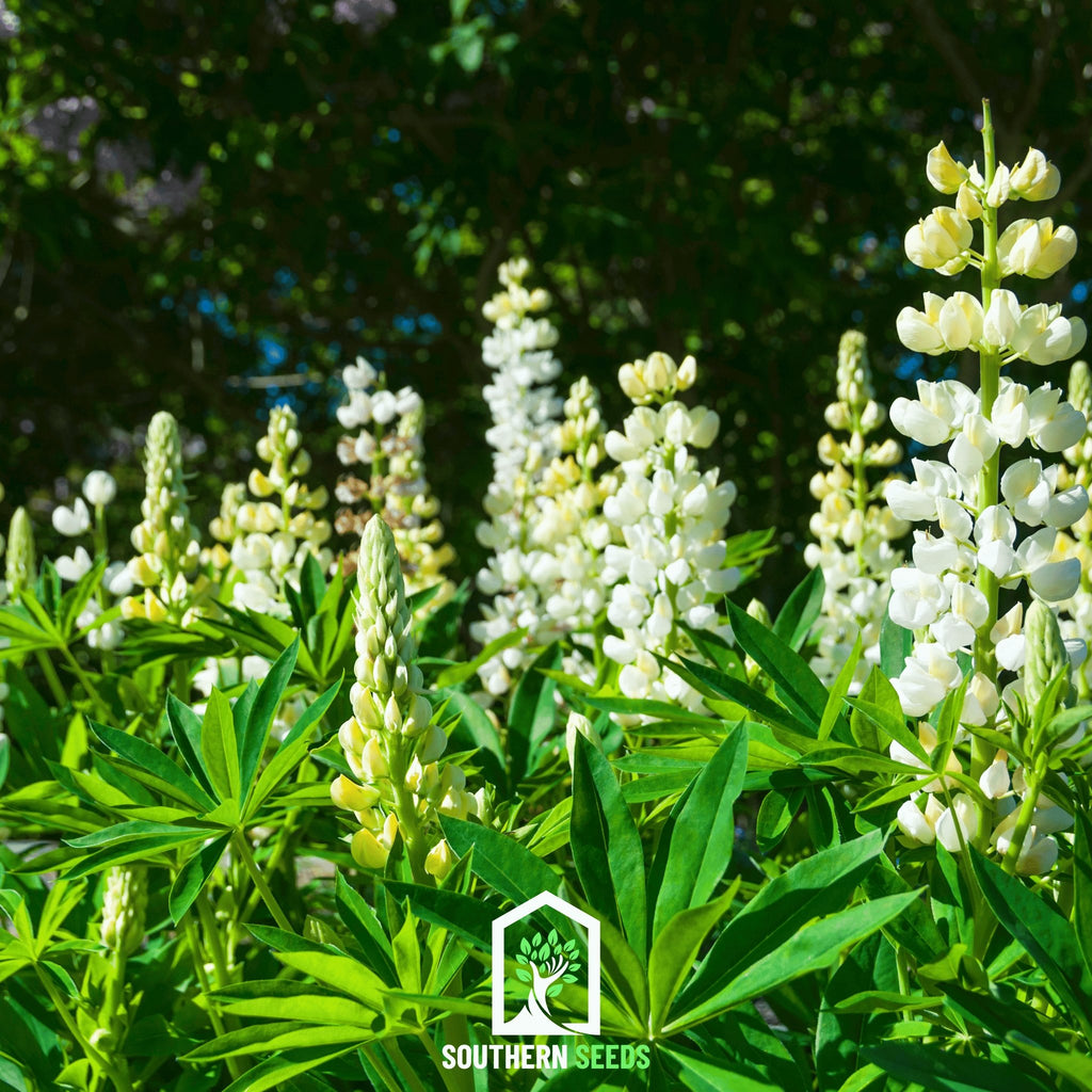 Lupine Russell, Noble Maiden (Lupinus polyphyllus) - 50 Seeds - Southern Seed Exchange