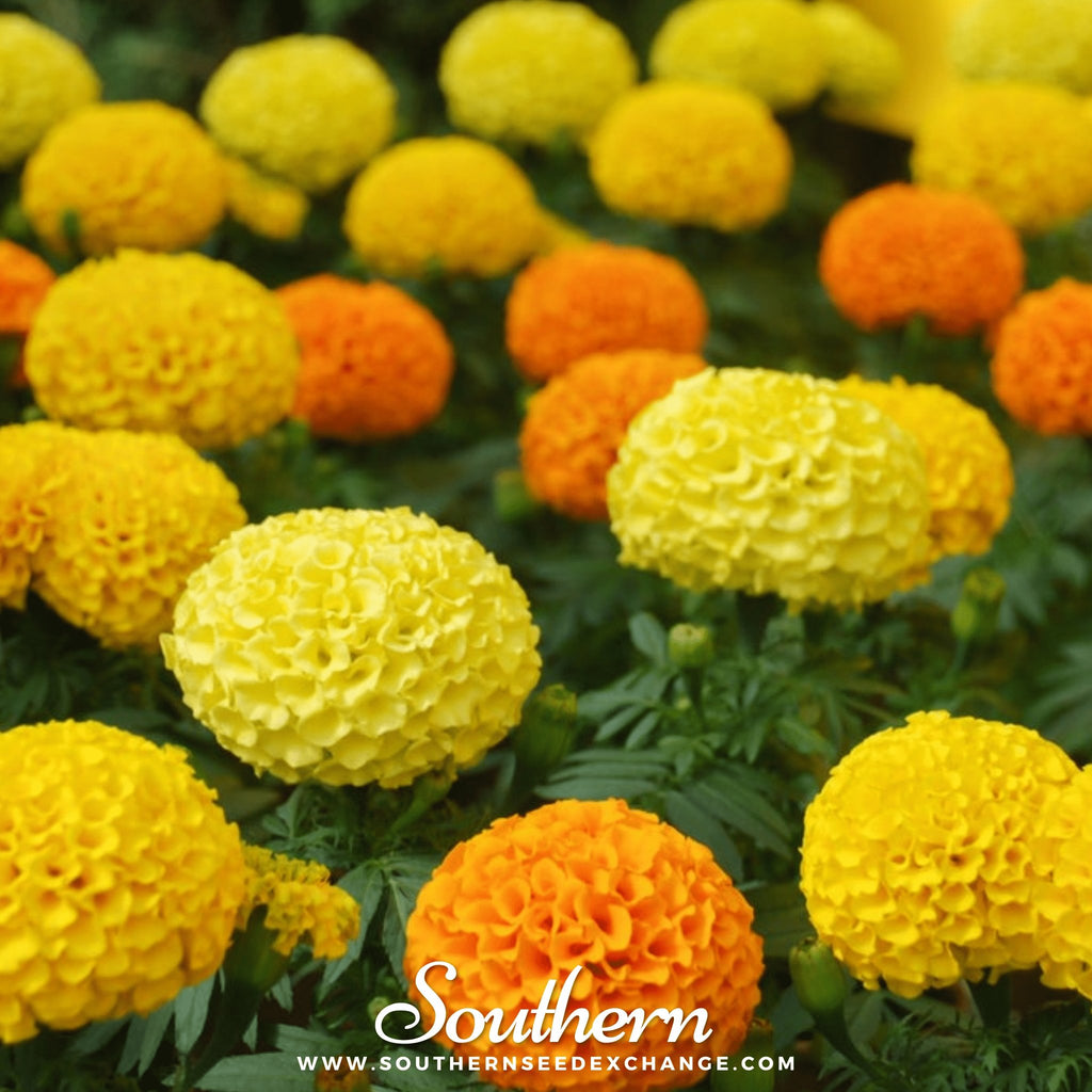 Marigold, Petite French (Tagetes patula) - 100 Seeds - Southern Seed Exchange