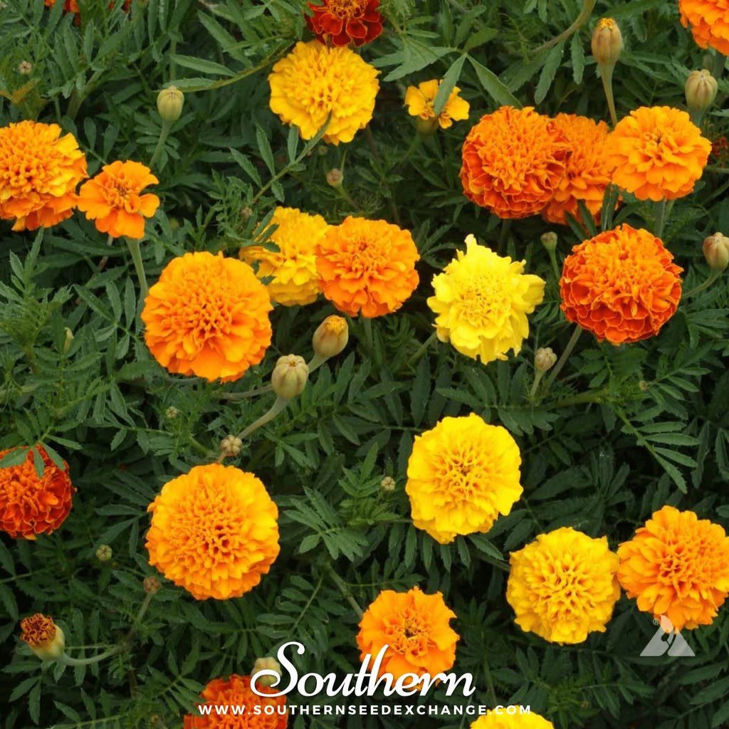 Marigold, Petite French (Tagetes patula) - 100 Seeds - Southern Seed Exchange