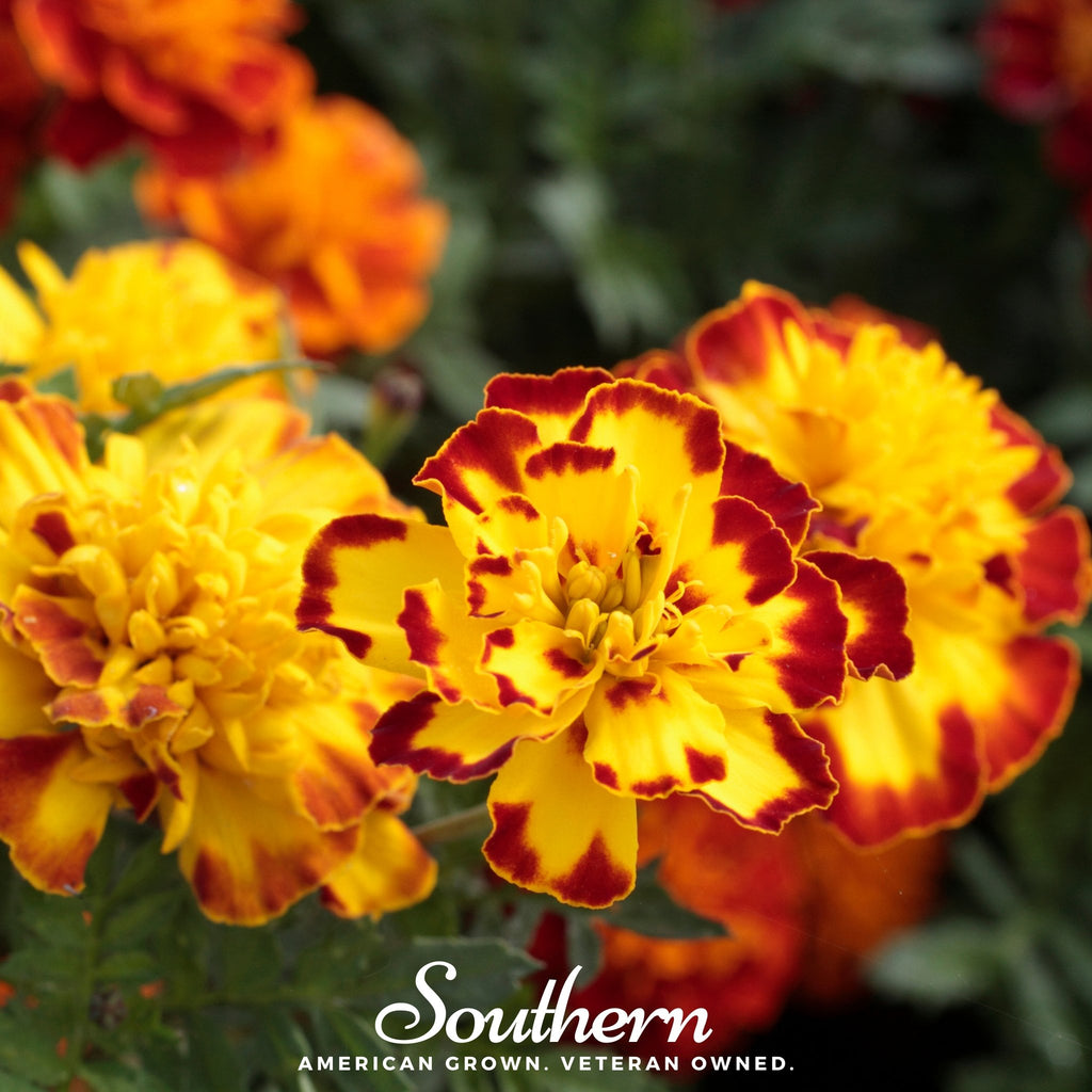 Marigold, Sparky French (Tagetes patula) - 100 Seeds - Southern Seed Exchange