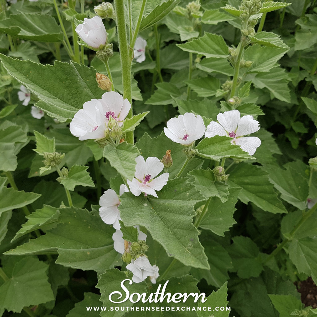 Marshmallow (Althaea Officinalis) - 50 Seeds - Southern Seed Exchange