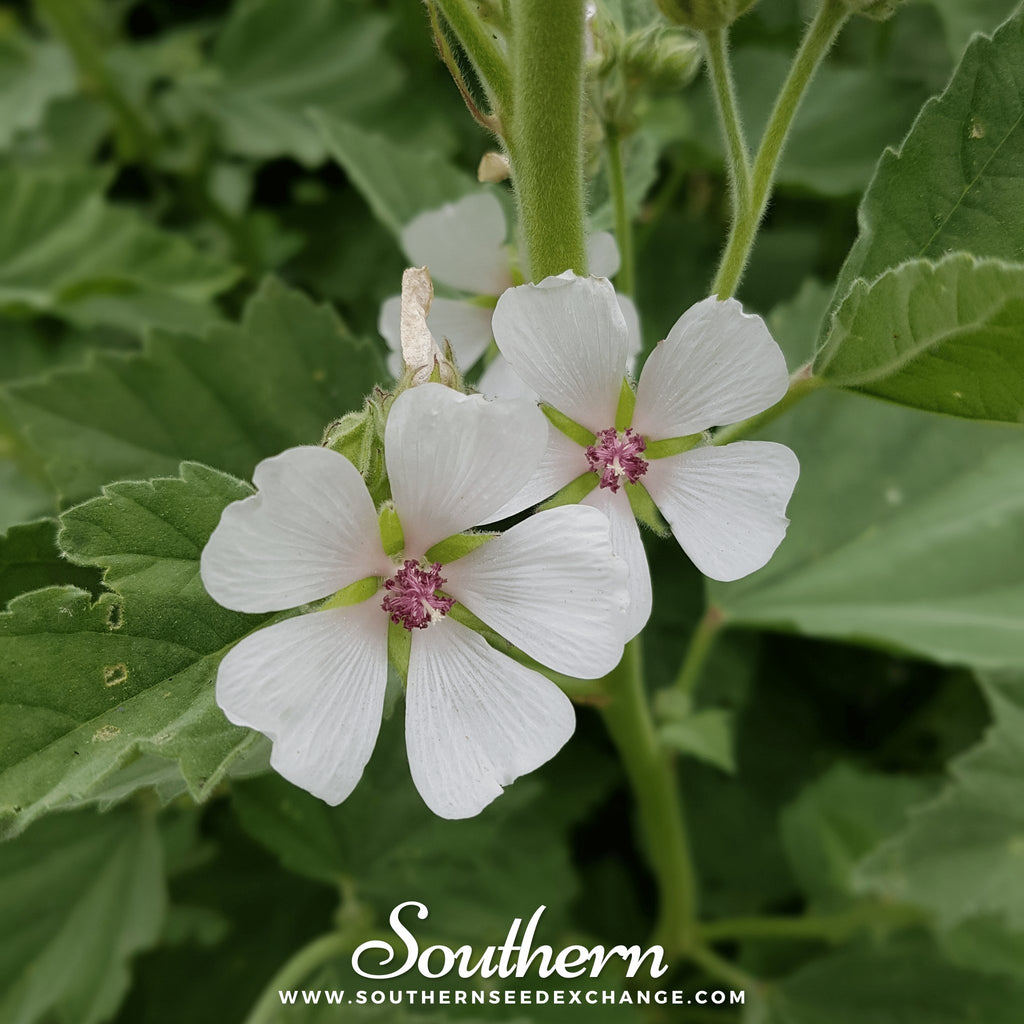 Marshmallow (Althaea Officinalis) - 50 Seeds - Southern Seed Exchange