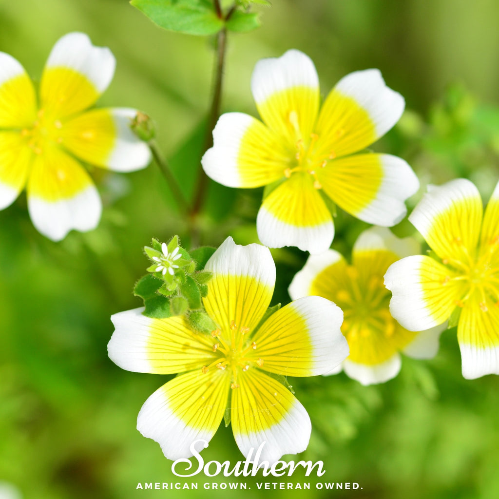 Meadowfoam - Poached Egg Plant (Limnanthes douglasii) - 50 Seeds - Southern Seed Exchange
