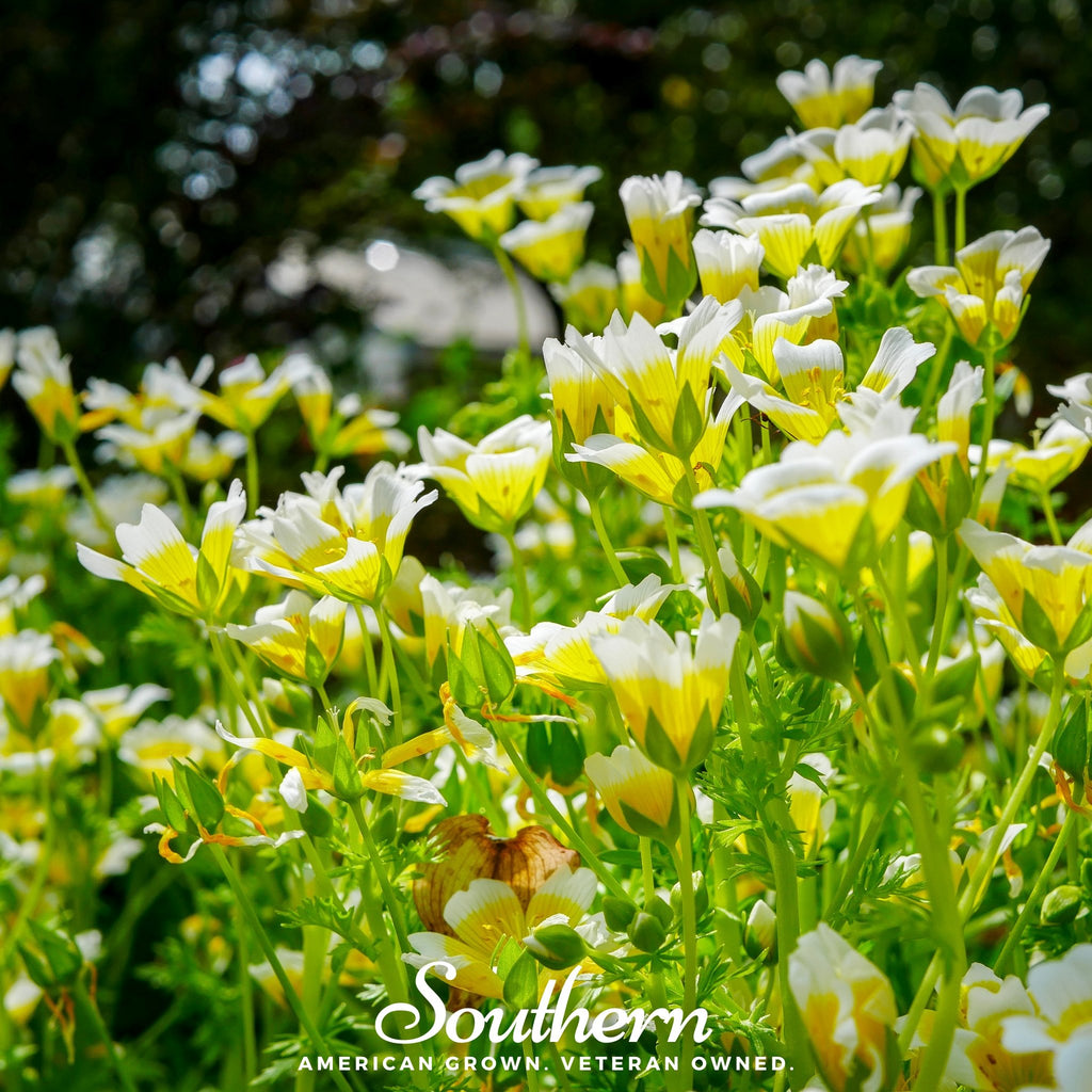 Meadowfoam - Poached Egg Plant (Limnanthes douglasii) - 50 Seeds - Southern Seed Exchange