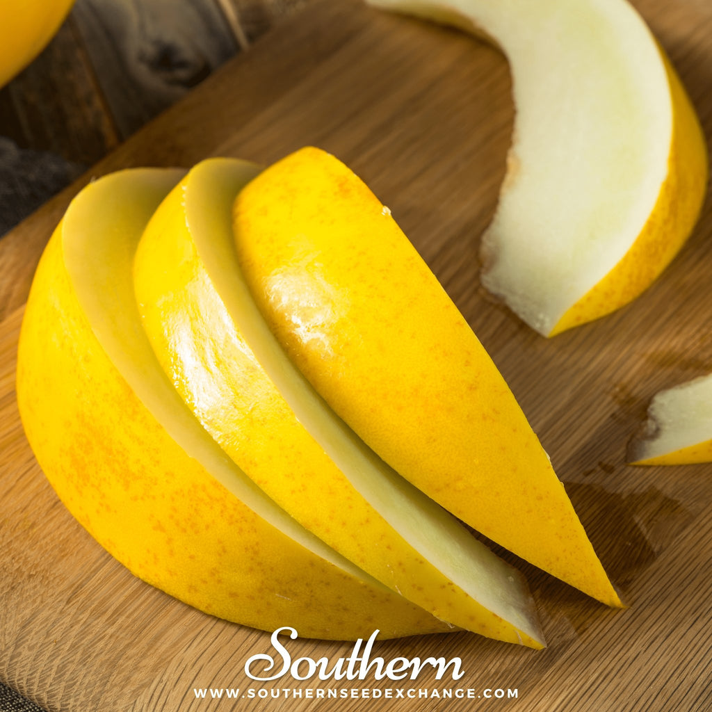 Melon, Canary (Cucumis melo) - 25 Seeds - Southern Seed Exchange