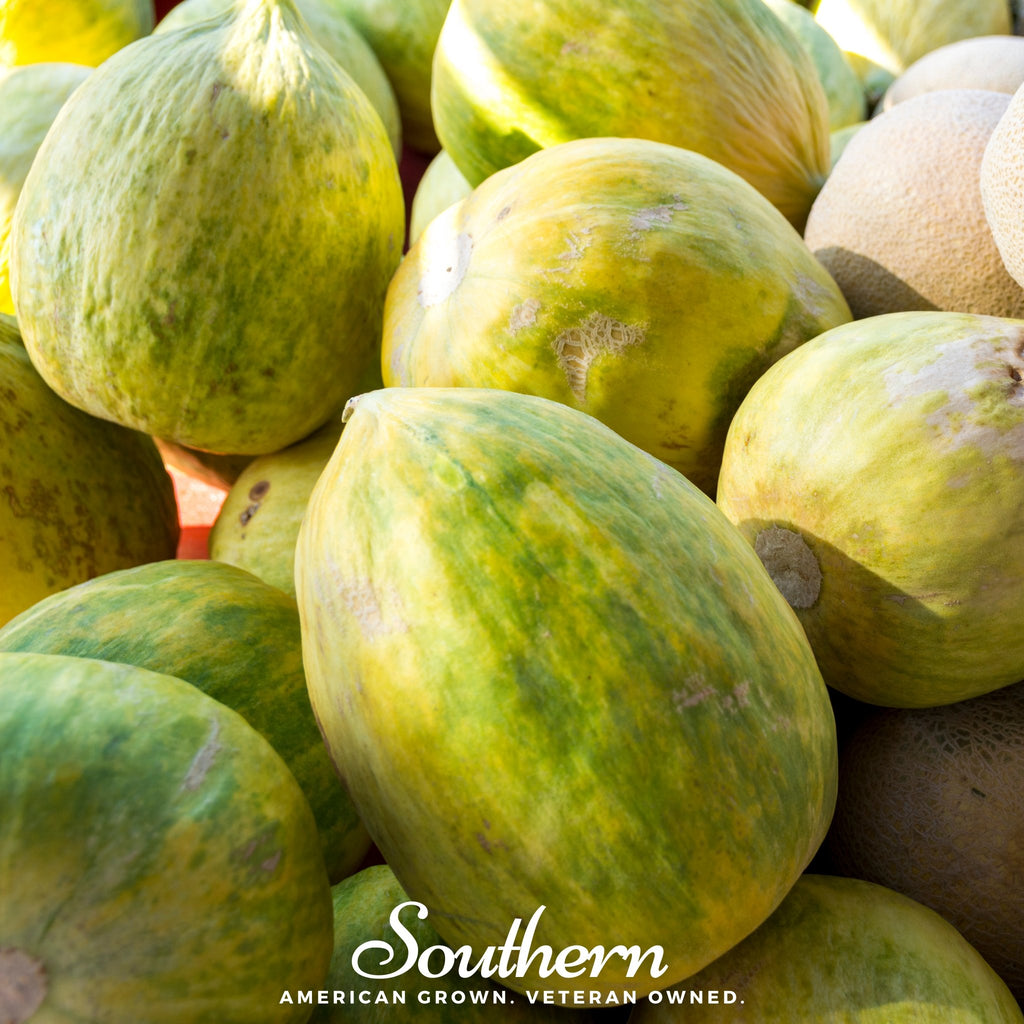 Melon, Crenshaw (Cucumis melo) - 20 Seeds - Southern Seed Exchange