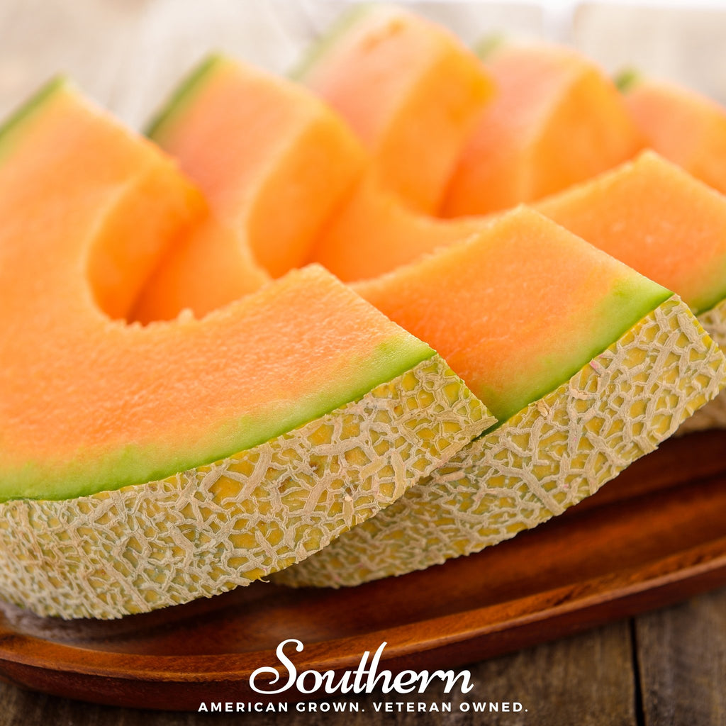 Melon, Delicious 51 (Cucumis melo) - 20 Seeds - Southern Seed Exchange