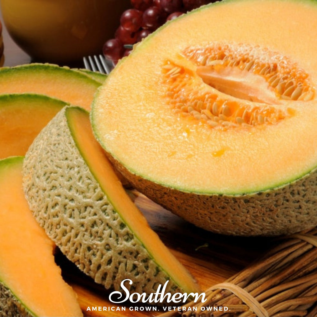 Melon, Planter's Jumbo (Cucumis melo) - 50 Seeds - Southern Seed Exchange