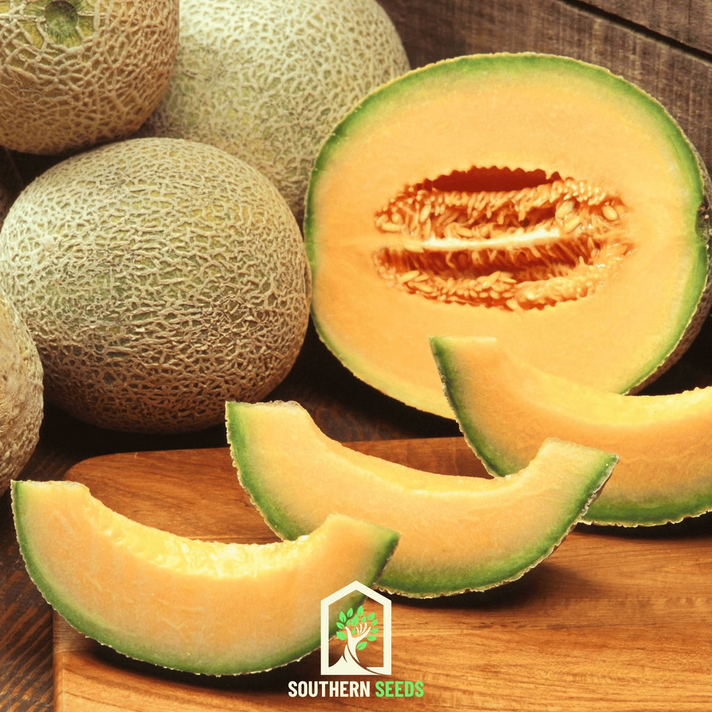 Melon Seed Collection (Watermelon • Cantaloupe • Honeydew) - Southern Seed Exchange