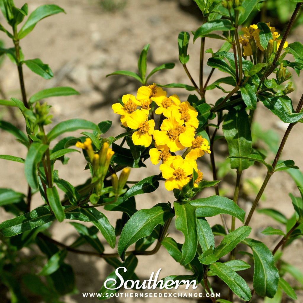 Mexican Mint, Mexican Tarragon (Tagetes lucida) - 50 Seeds - Southern Seed Exchange