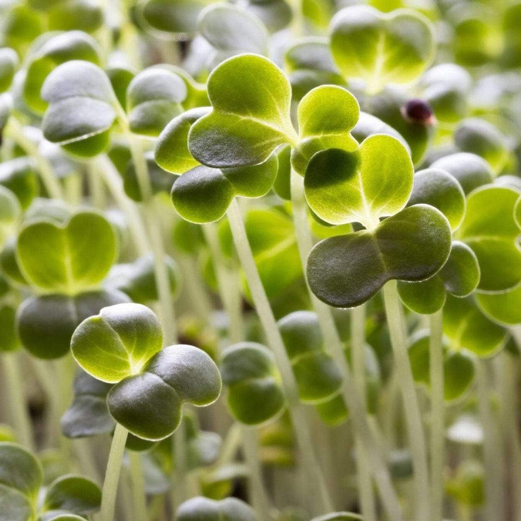Microgreen, Broccoli ( Brassica oleracea) - 10 grams - Southern Seed Exchange
