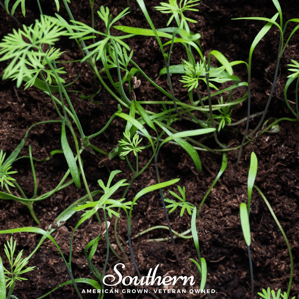 Microgreen, Dill (Anethum graveolens) - 8 grams - Southern Seed Exchange