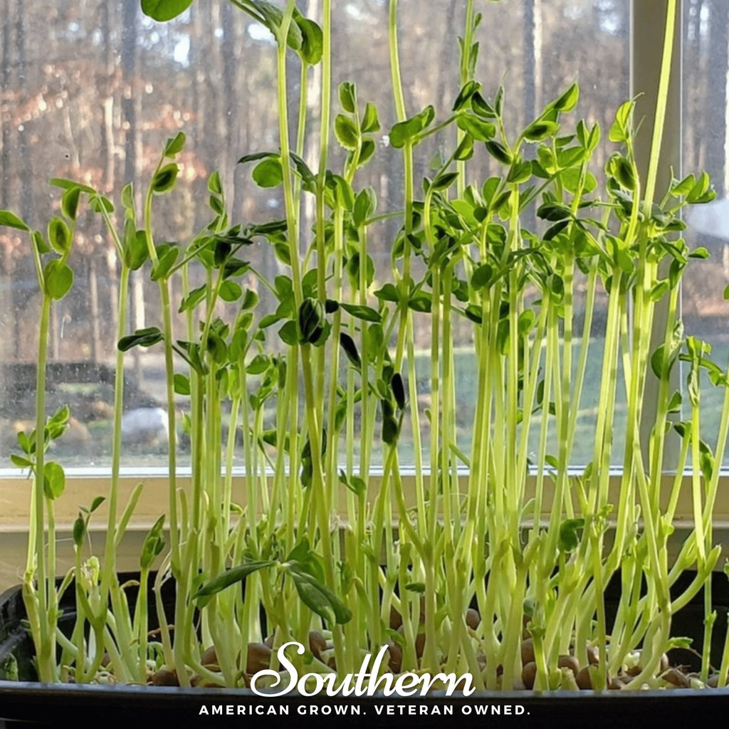 Microgreen, Speckled Peas (Anethum graveolens) - 15 grams - Southern Seed Exchange