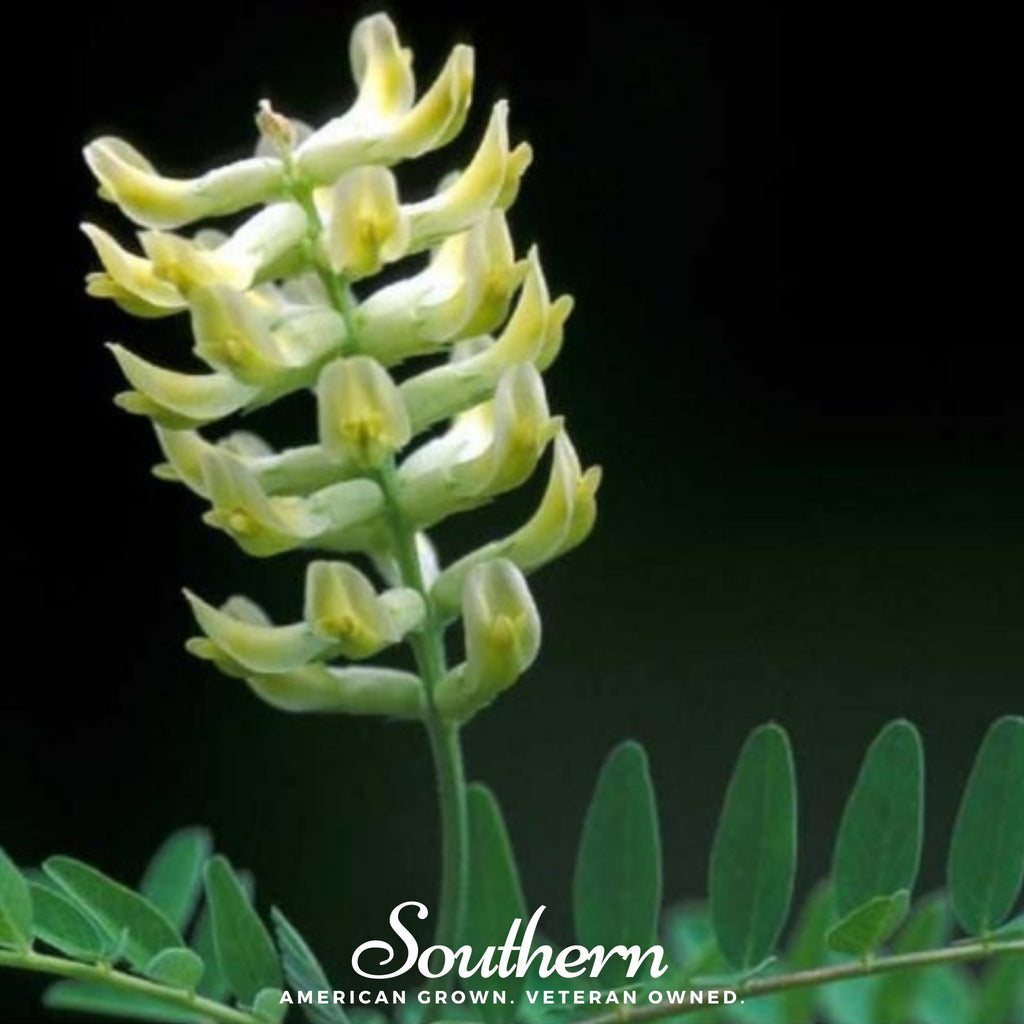 Milk Vetch, Canadian (Astragalus canadensis) - 50 Seeds - Southern Seed Exchange