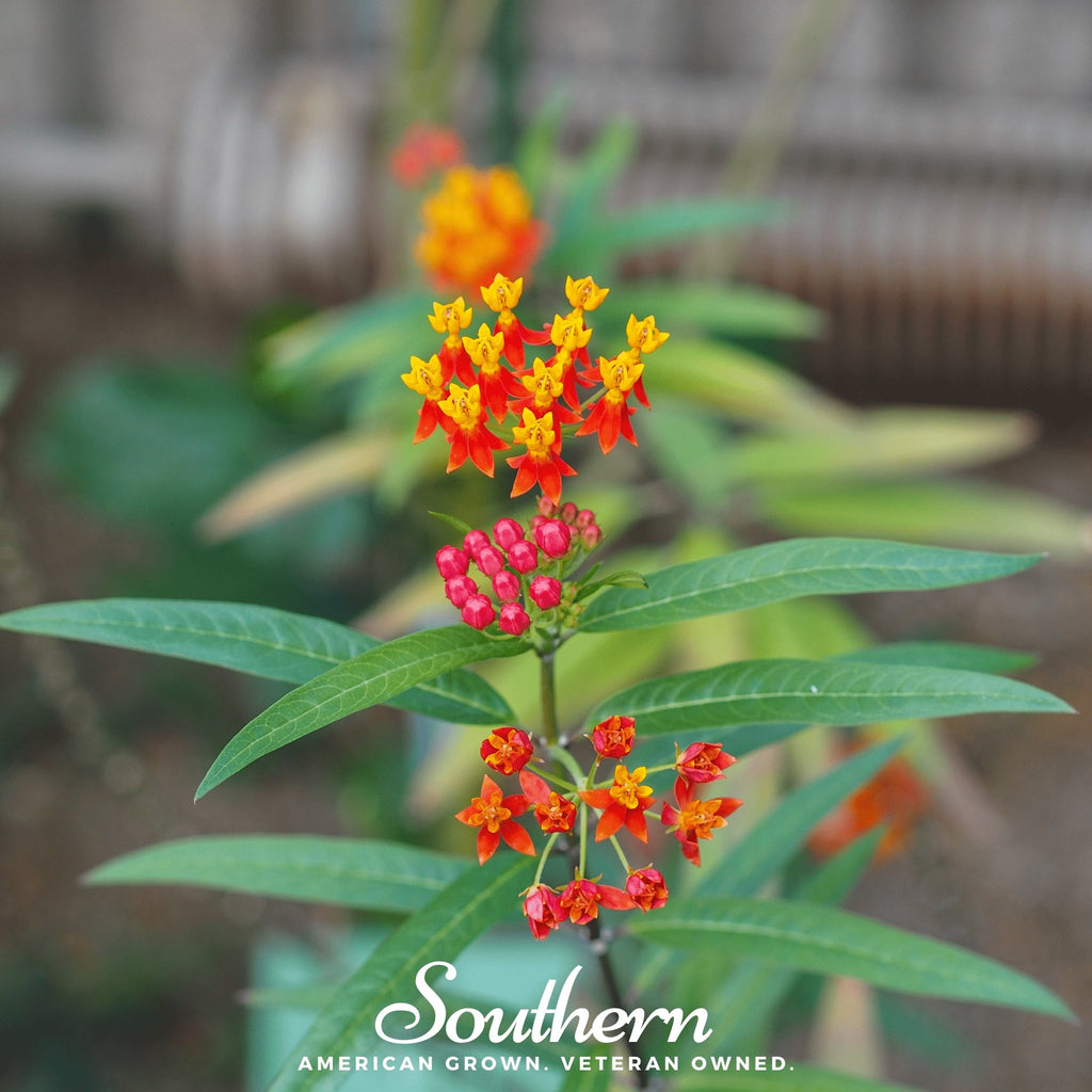 Milkweed, Tropical (Asclepias Curassavica) - 50 Seeds - Southern Seed Exchange