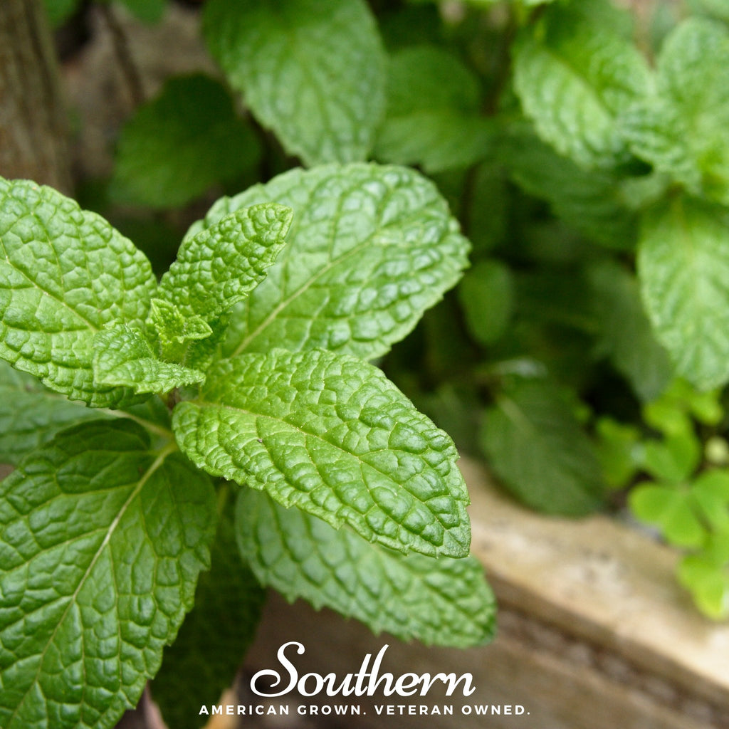 Mint, Common (Mentha spp.) - 100 Seeds - Southern Seed Exchange