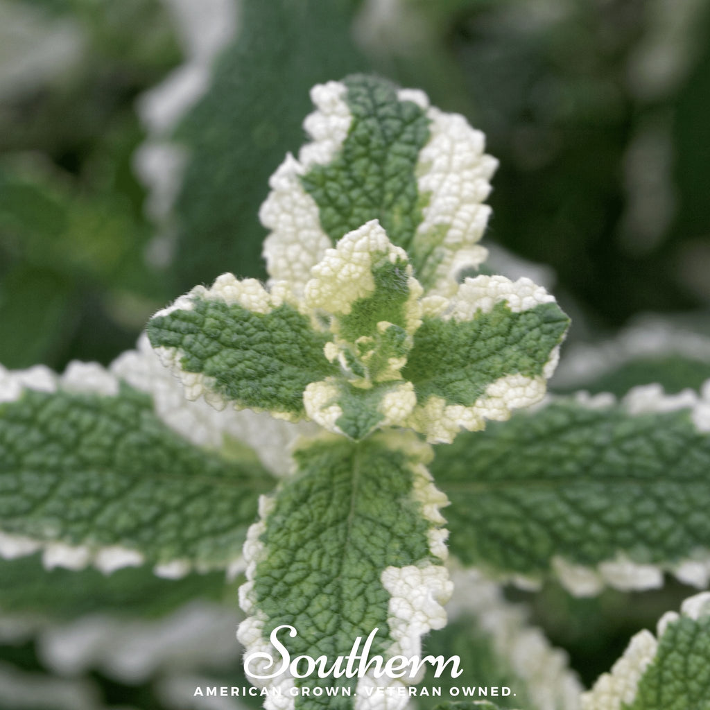 Mint, Pineapple (Mentha suaveolens) - 25 Seeds - Southern Seed Exchange