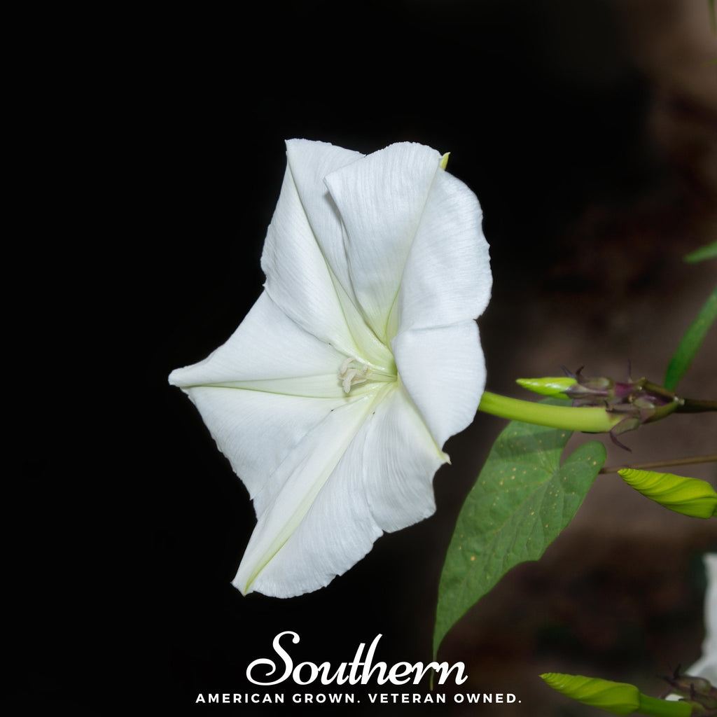 Moonflower (Ipomoea Alba) - 25 Seeds - Southern Seed Exchange