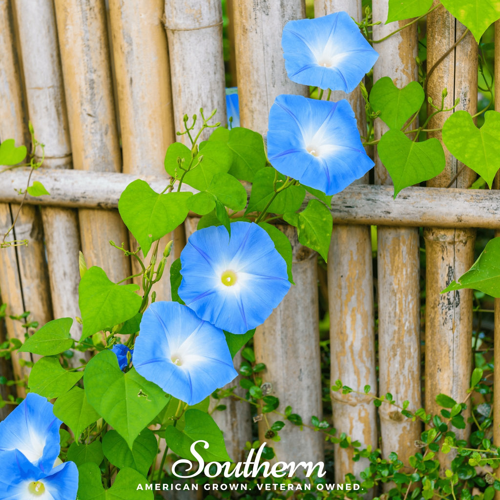 Morning Glory, Heavenly Blue (Ipomoea tricolor) - 50 Seeds - Southern Seed Exchange