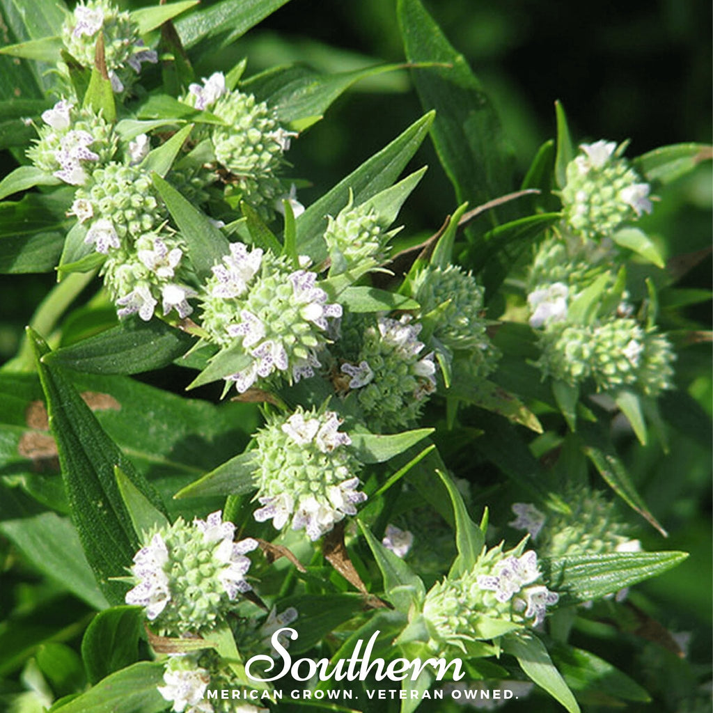 Mountain Mint (Pycnanthemum pilosum) - 100 Seeds - Southern Seed Exchange