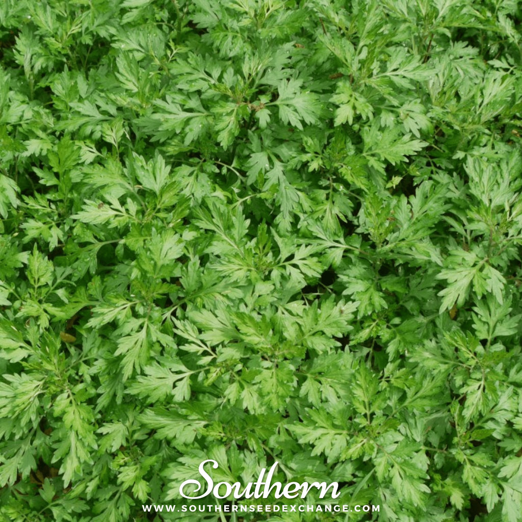 Mugwort (Artemisia Vulgaris) - 100 Seeds - Southern Seed Exchange
