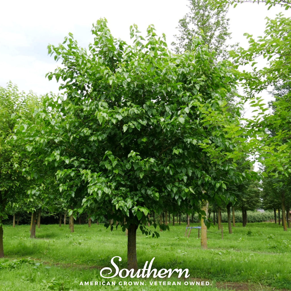 Mulberry, White (Morus alba) - 50 Seeds - Southern Seed Exchange