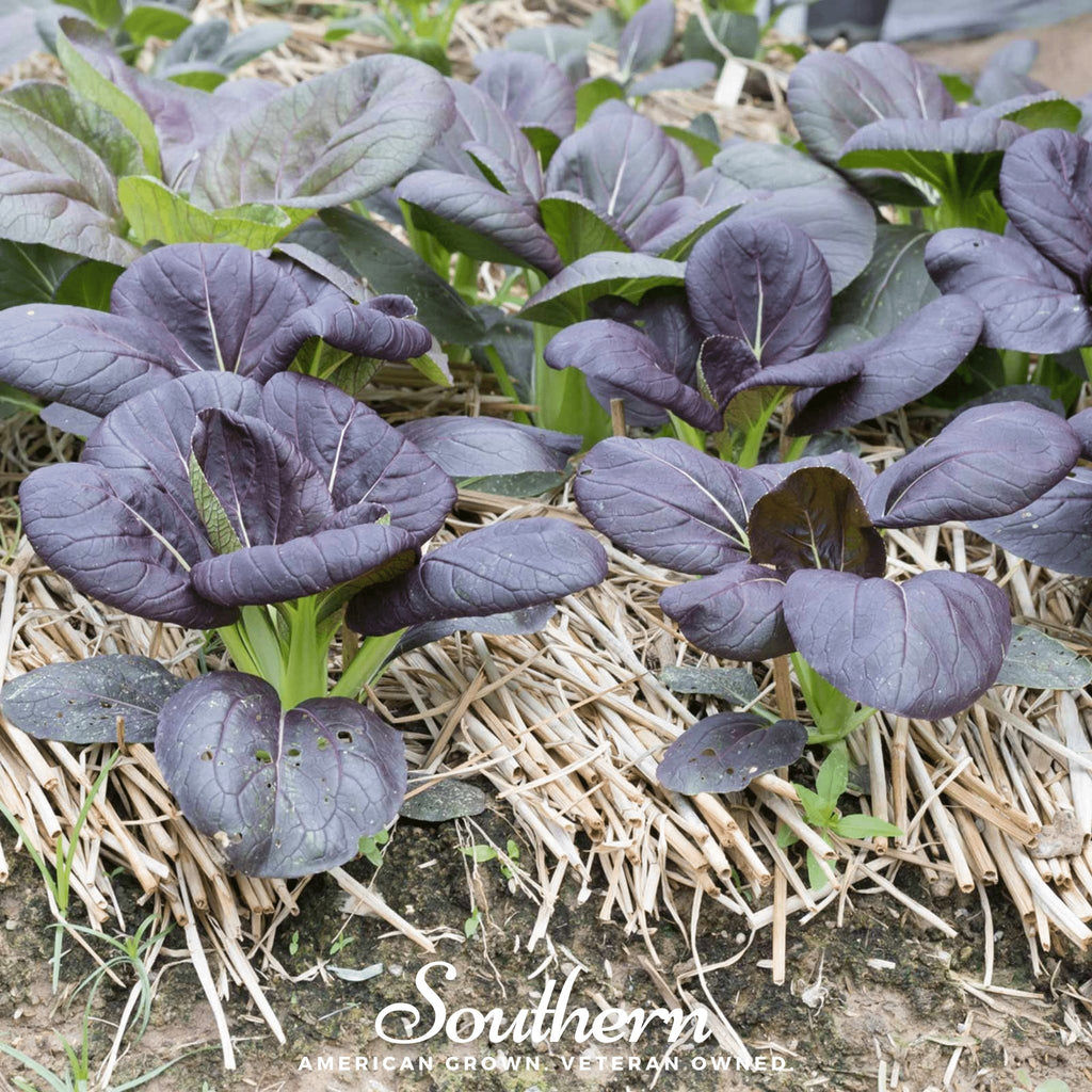 Mustard, Osaka Purple (Brassica juncea) - 100 Seeds - Southern Seed Exchange