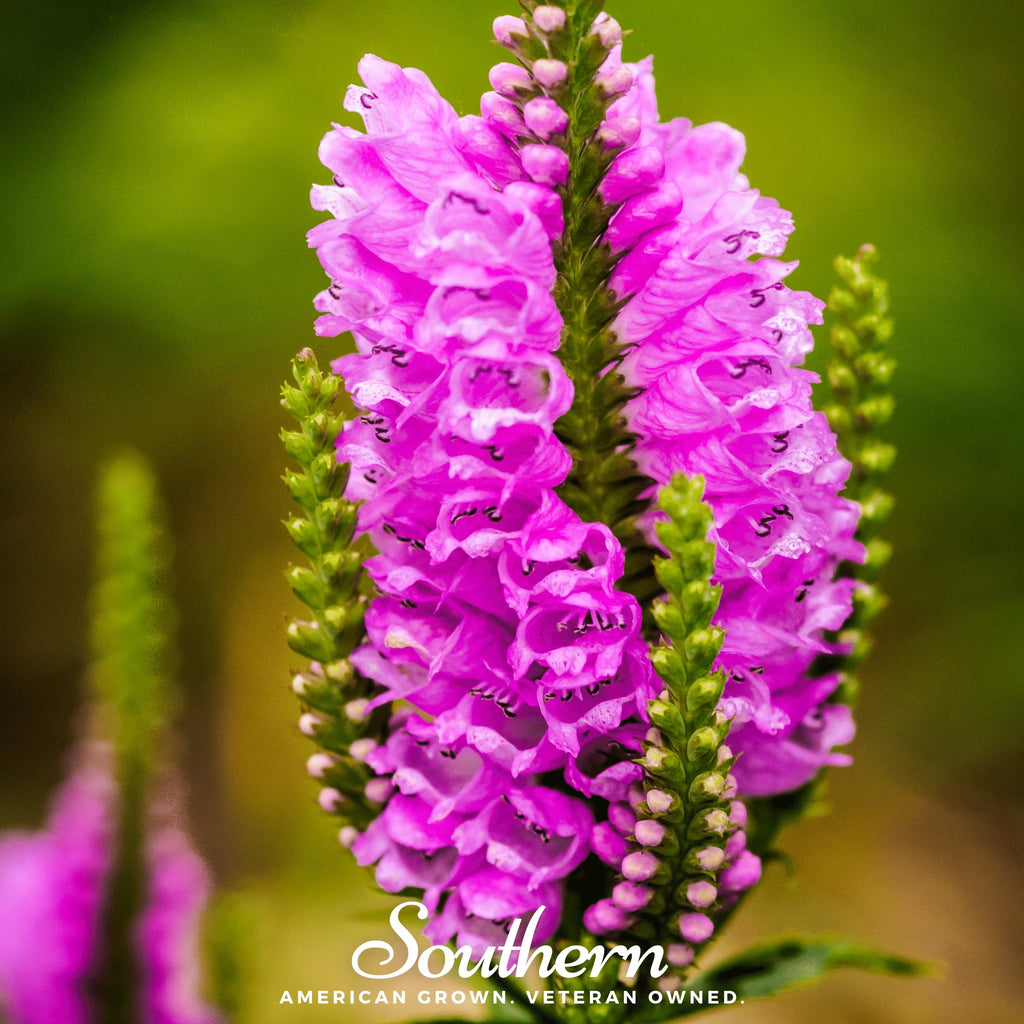 Obedient Plant (Physostegia virginiana) - 25 seeds - Southern Seed Exchange