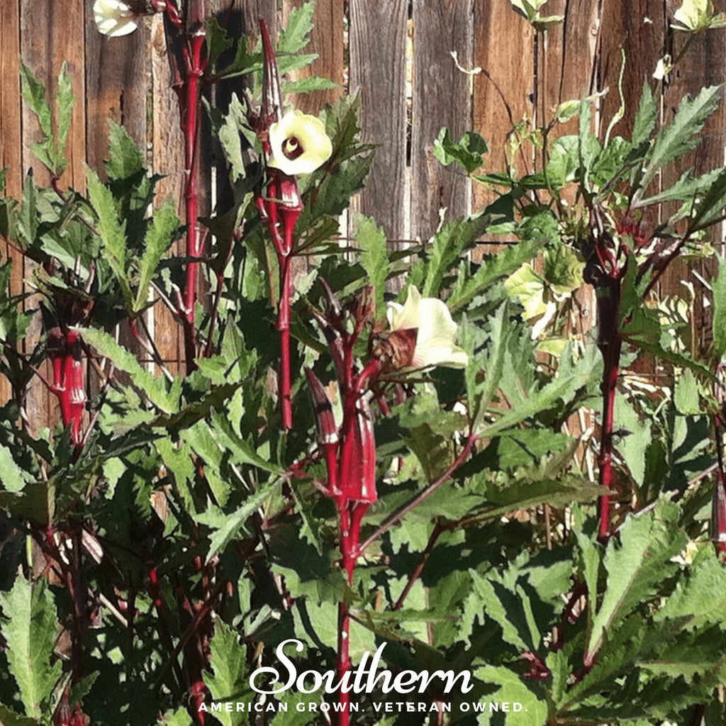 Okra, Red Burgundy (Abelmoschus esculentus) - 50 Seeds - Southern Seed Exchange