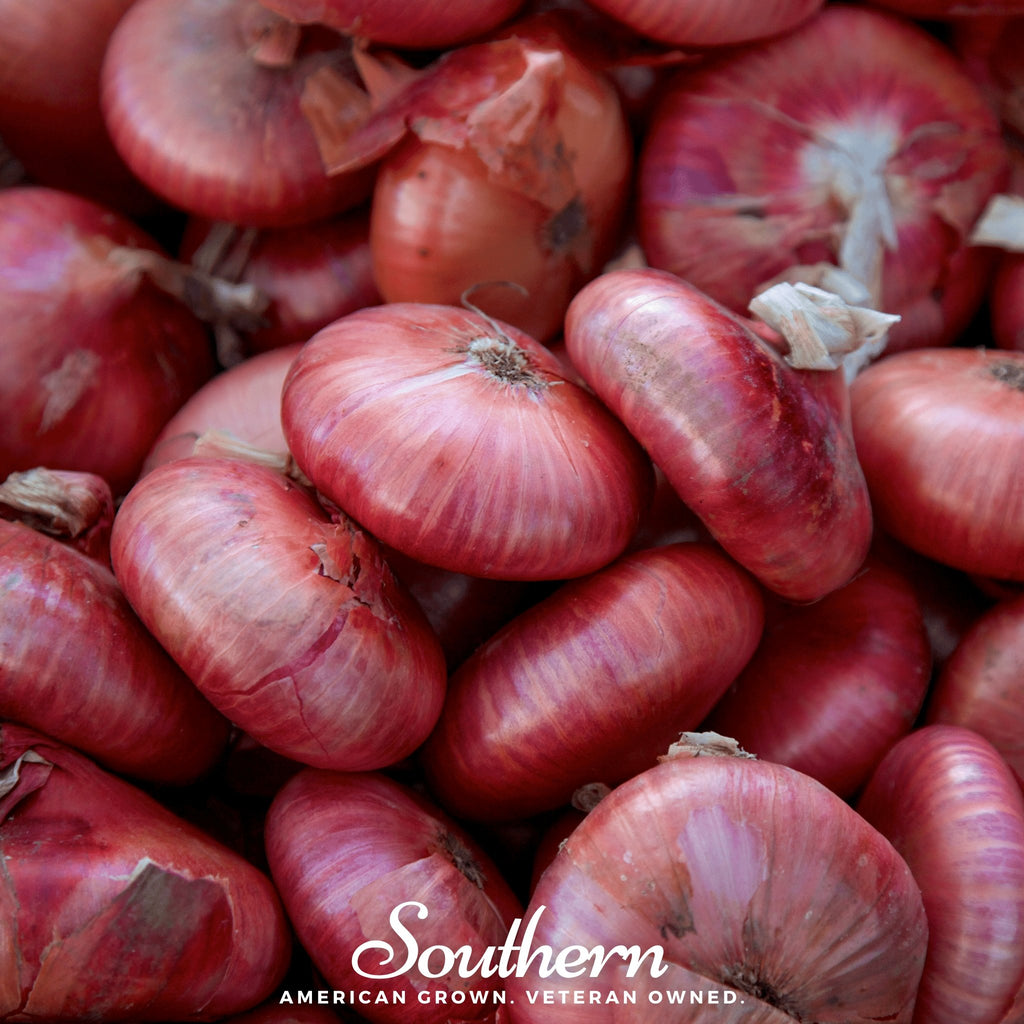 Onion, Cipollini Red (Allium fistulosum) - 100 - Southern Seed Exchange