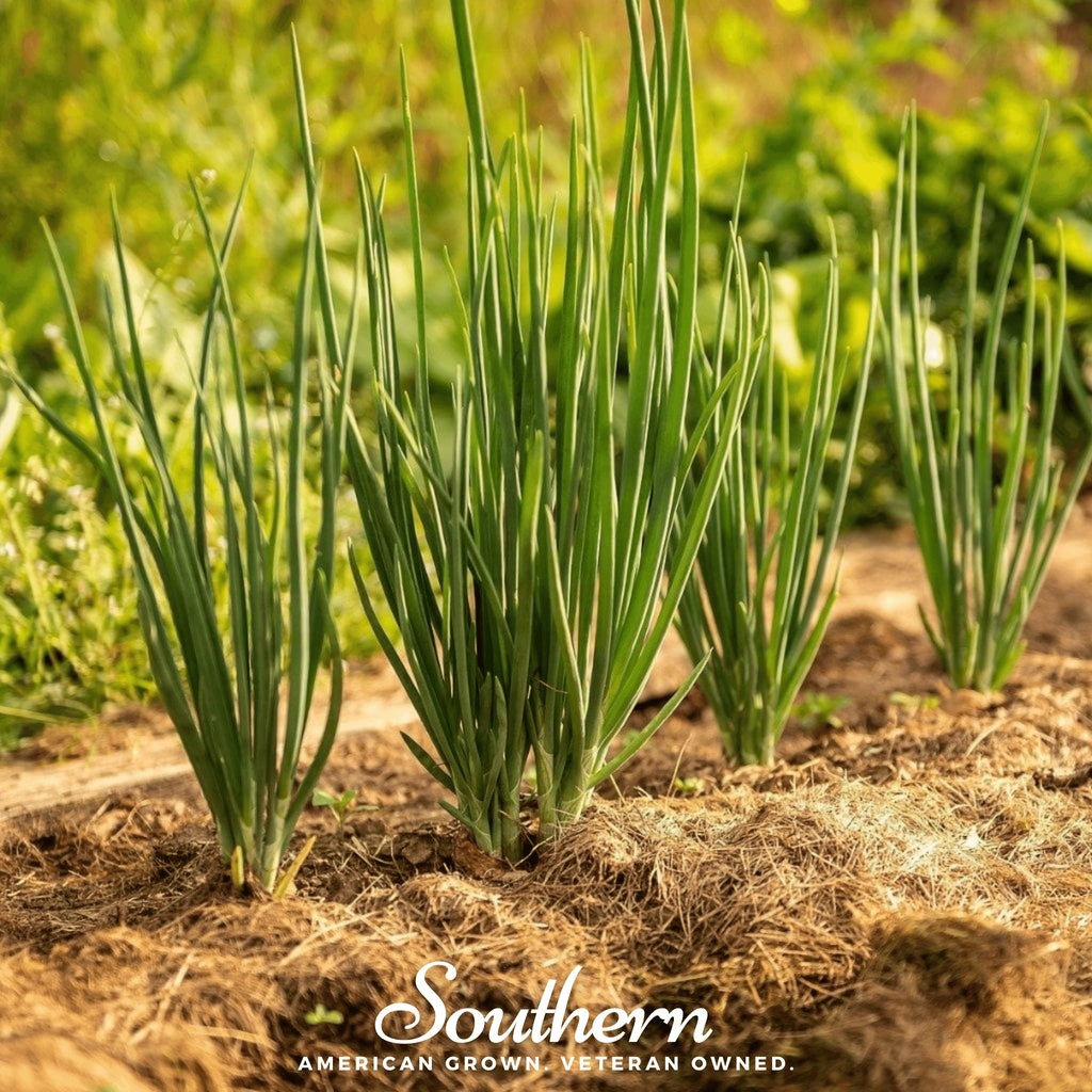 Onion, Evergreen Bunching (Allium fistulosum) - 200 Seeds - Southern Seed Exchange