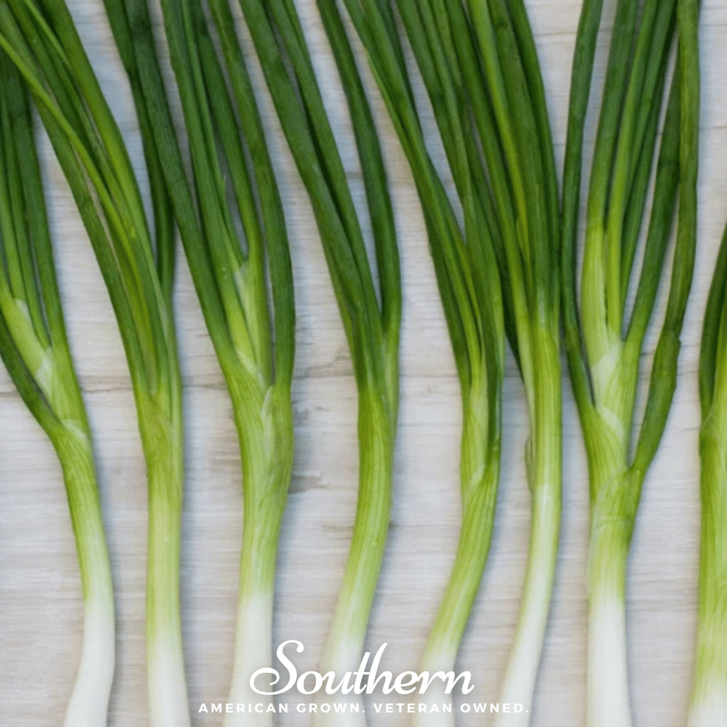 Onion, Evergreen Bunching (Allium fistulosum) - 200 Seeds - Southern Seed Exchange