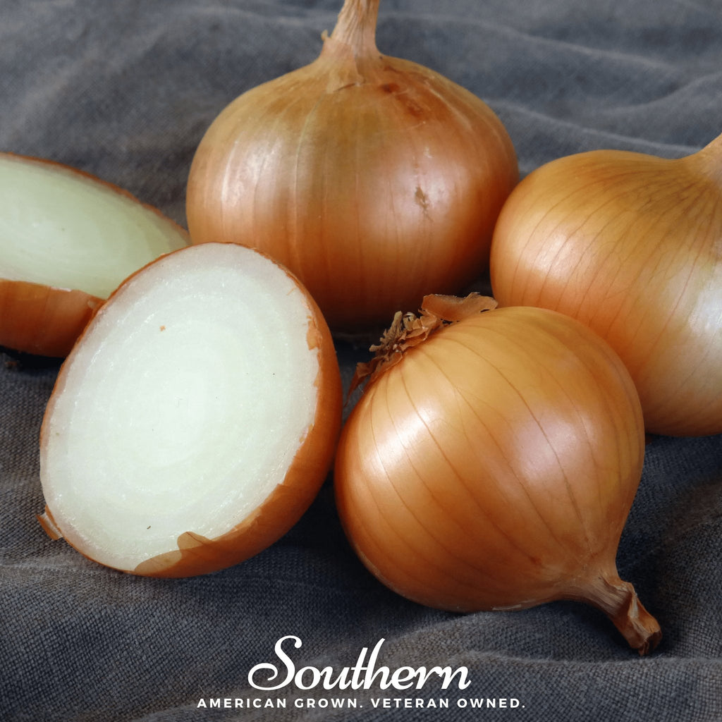 Onion, Walla Walla (Allium cepa) - 200 Seeds - Southern Seed Exchange