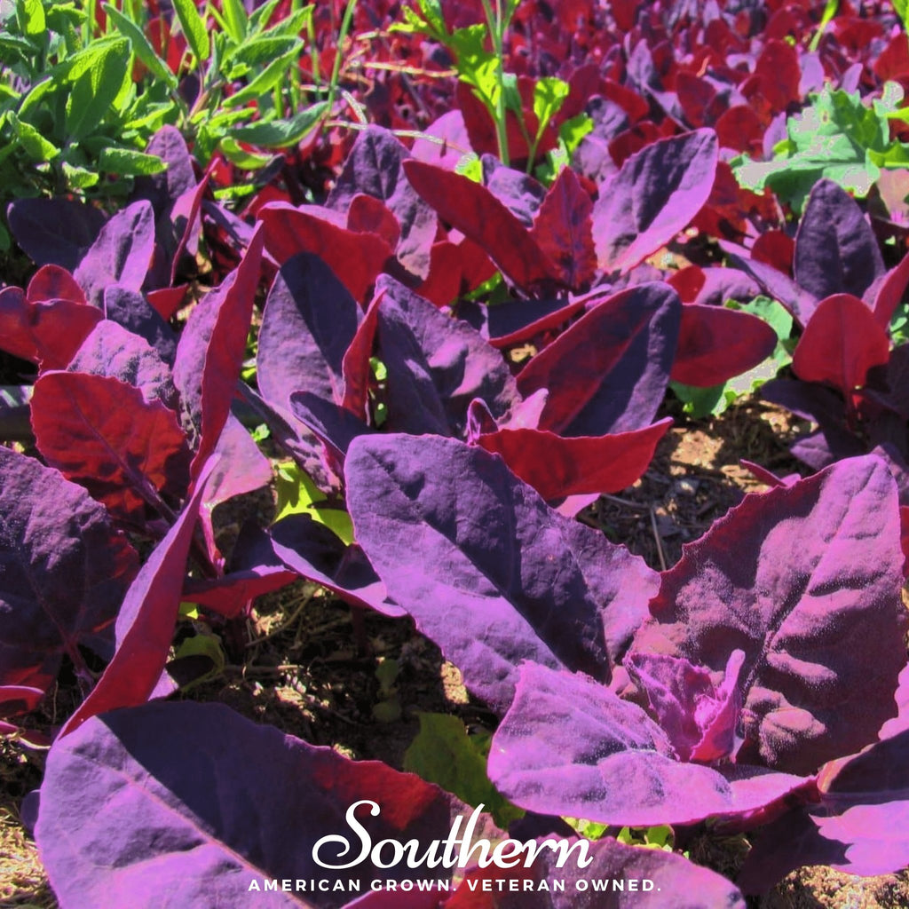 Orach, Red Plume (Atriplex Hortensis) - 25 Seeds - Southern Seed Exchange