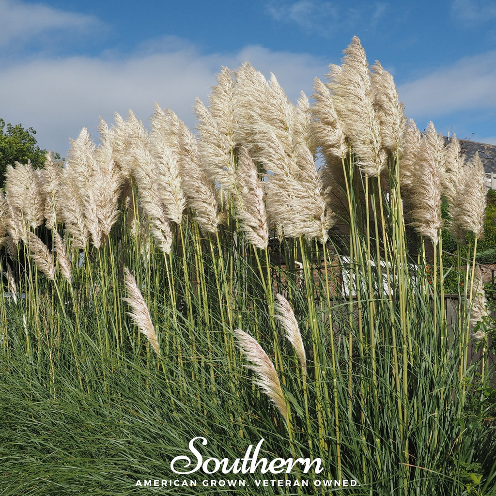 Pampas Grass, White (Cortaderia selloana) - 100 Seeds - Southern Seed Exchange