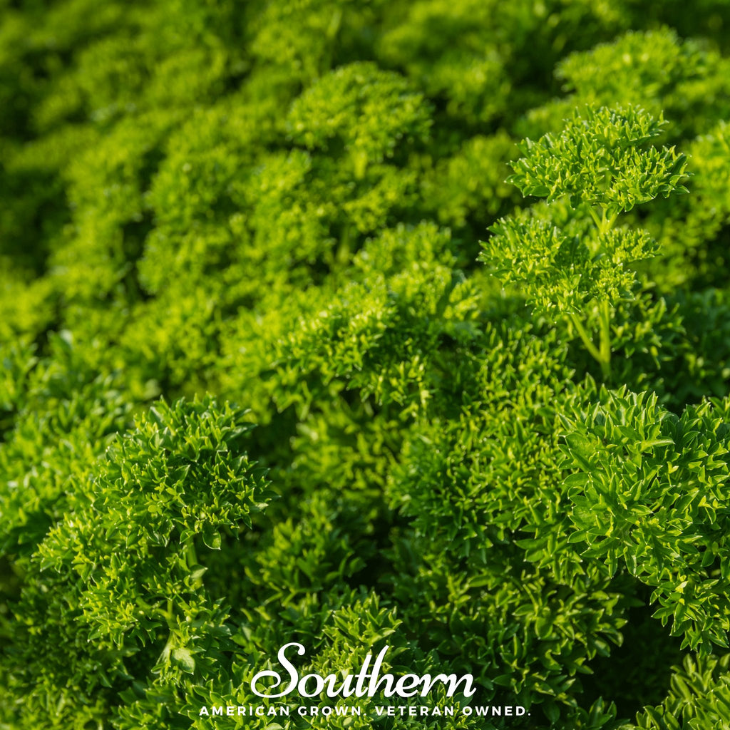 Parsley, Evergreen (Petroselinum crispum) - 200 Seeds - Southern Seed Exchange