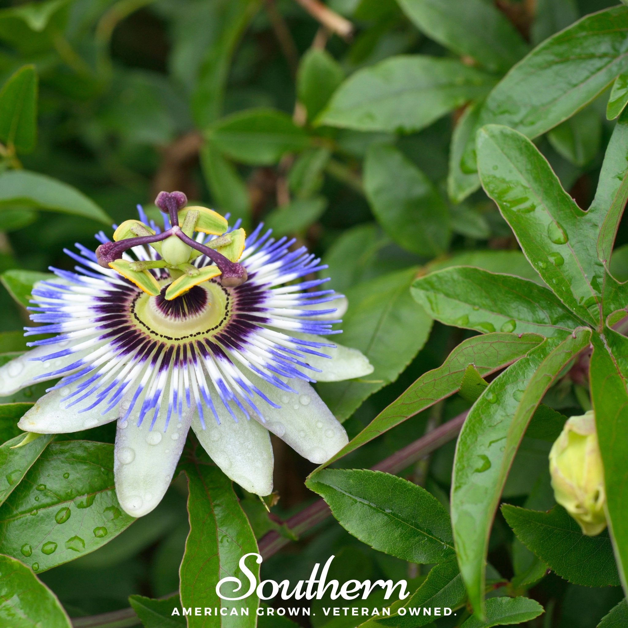 passionflower, blue (bluecrown) (passiflora caerulea) - 20 seeds