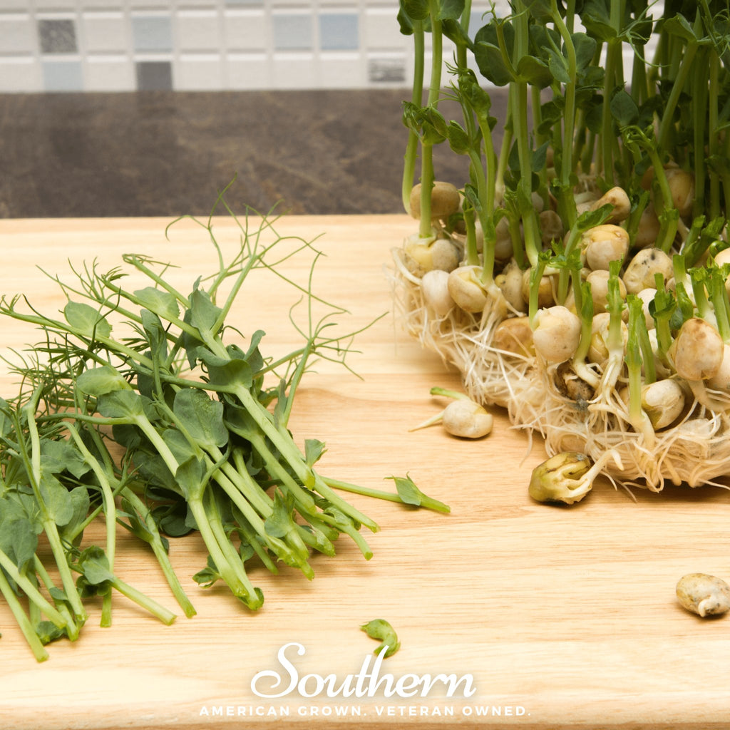 Peas, Dwarf Grey Sugar (Pisum sativum) - 100 Seeds - Southern Seed Exchange