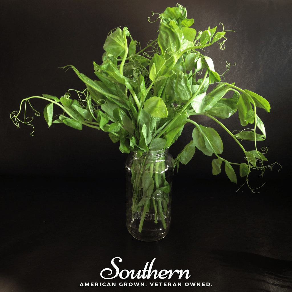 Peas, Field Shoots (Pisum sativum) - 100 - Southern Seed Exchange