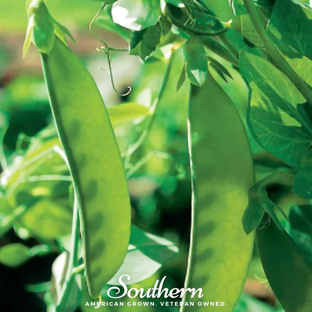 Peas, Oregon Sugar Pod II (Pisum sativum) - 20 Seeds - Southern Seed Exchange