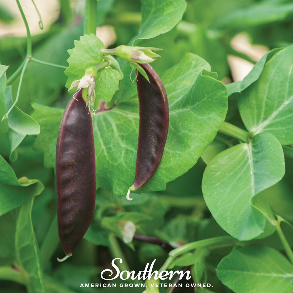 Peas, Royal Snap II (Pisum sativum) - 20 Seeds - Southern Seed Exchange