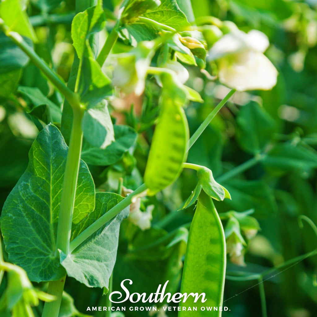 Peas, Sugar Daddy (Pisum sativum) - 20 Seeds - Southern Seed Exchange
