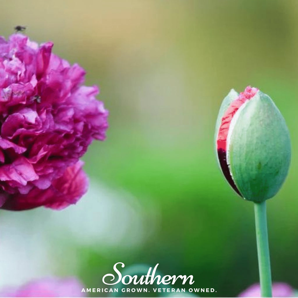 Peony Poppy, Purple (Papaver paeoniflorum) - 100 Seeds - Southern Seed Exchange