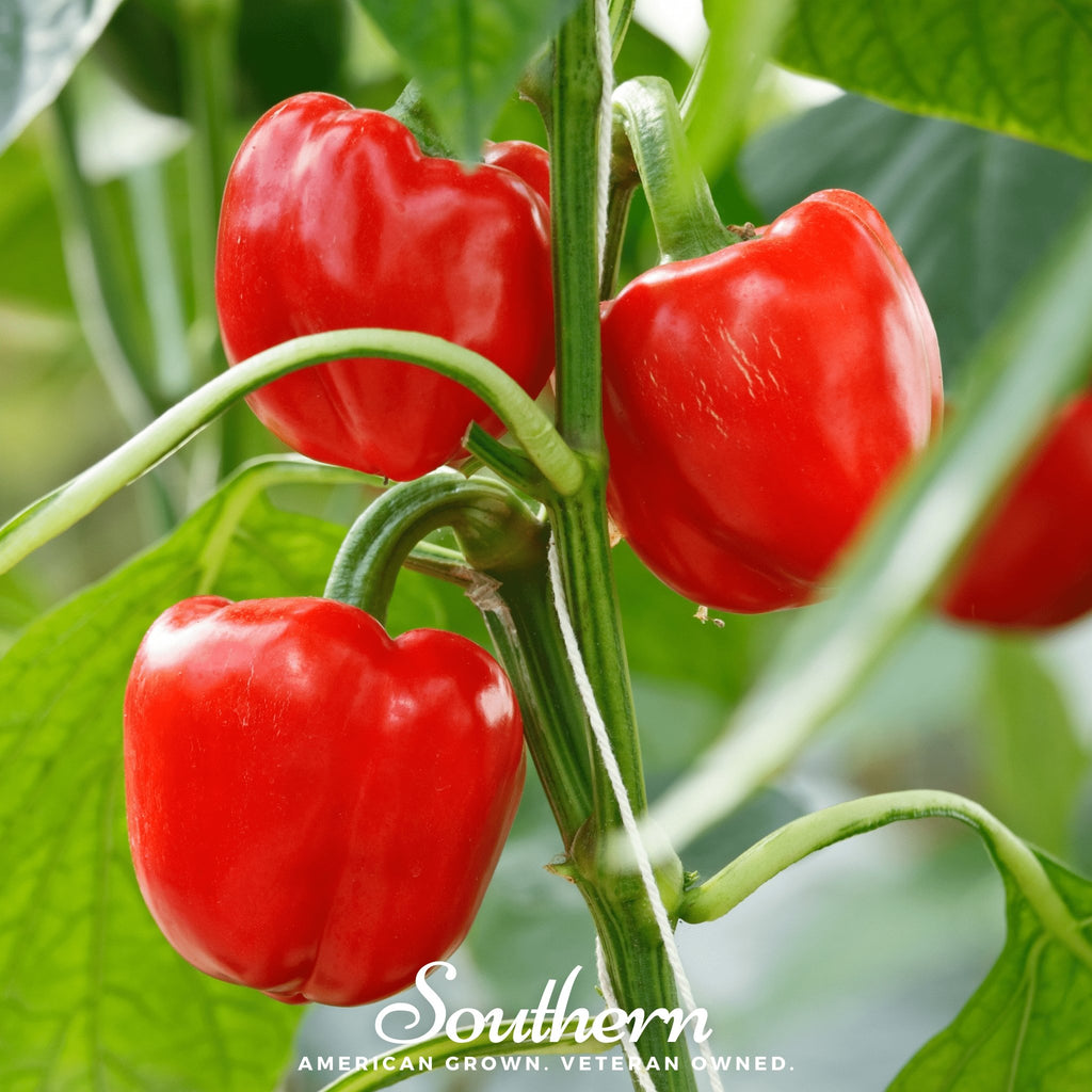 Pepper, Big Red Sweet Bell (Capsicum annuum) - 30 Seeds - Southern Seed Exchange