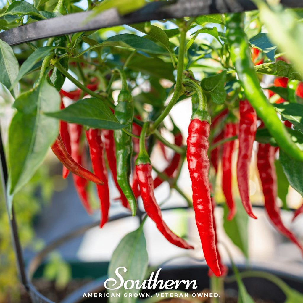 Pepper, Cayenne, Long Slim (Capscium annuum) - 30 Seeds - Southern Seed Exchange