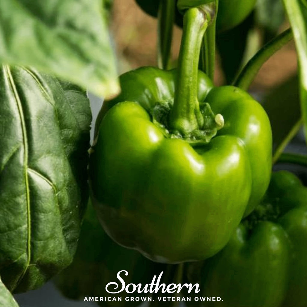 Pepper, Emerald Giant Sweet (Capsicum annuum) - 30 Seeds - Southern Seed Exchange