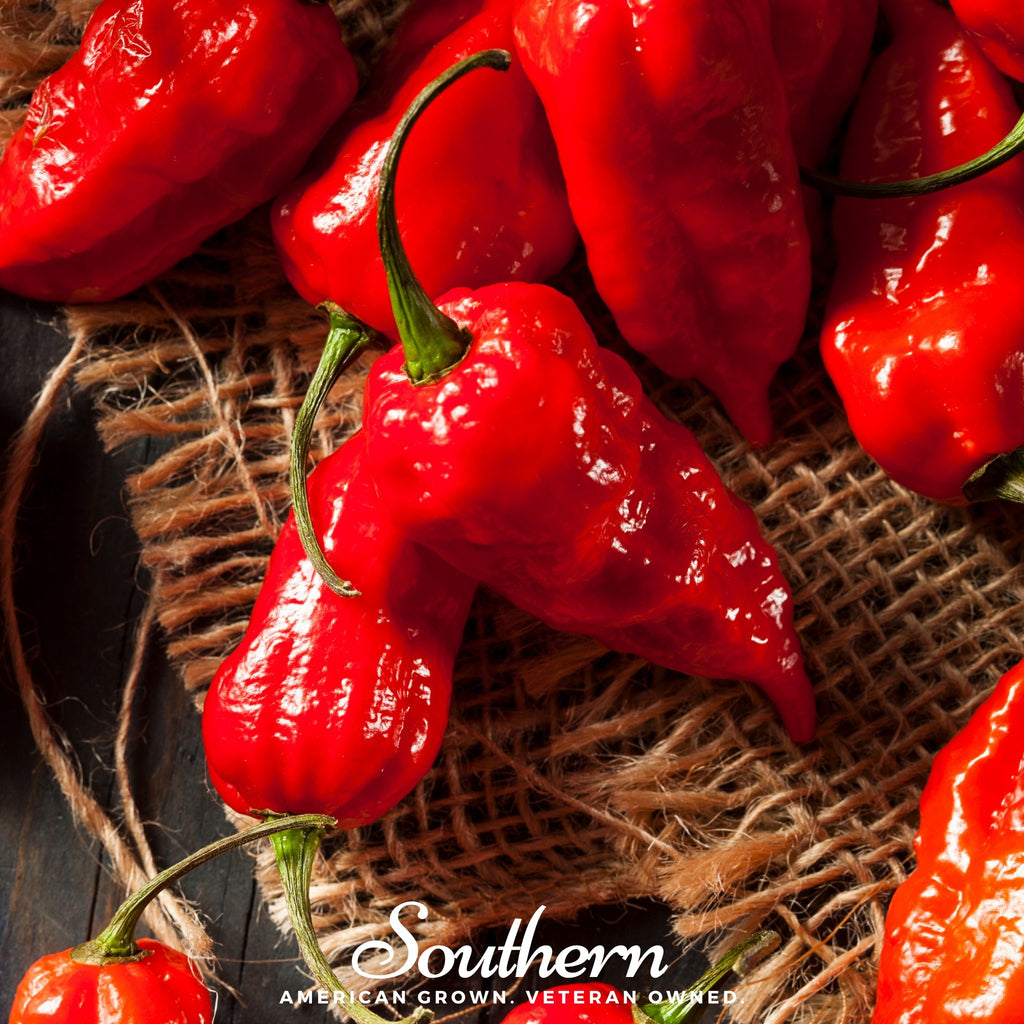 Pepper, Ghost - Red Bhut Jolokia (Capsicum annuum) - 25 Seeds - Southern Seed Exchange